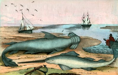 Hammerhaj og savfisk af American School