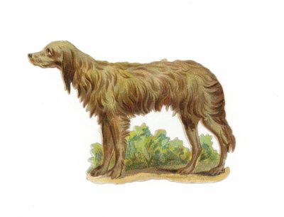Irsk ulvehund af American School