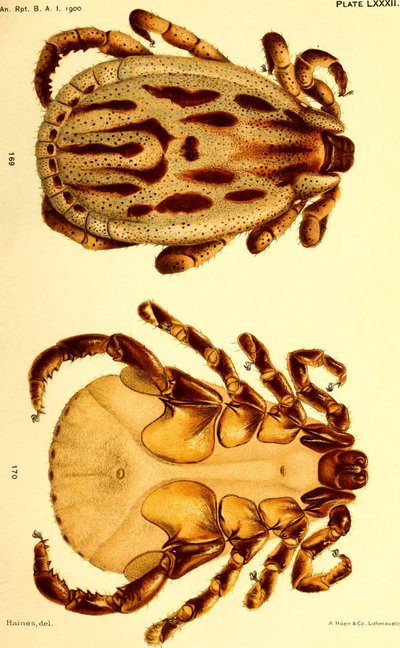 Han Dermacentor reticulatus, illustration fra "Kvægflåter (Ixodoidea) i USA" af American School
