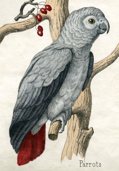 Papegøje, fra The Natural History of Animals af American School