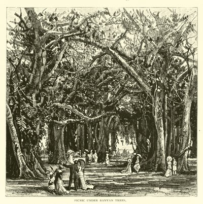 Picnic under banyantræer af American School