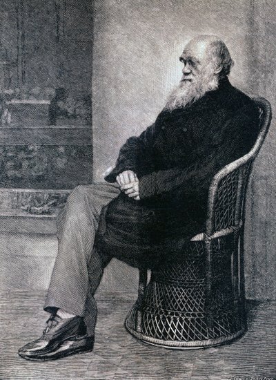 Portræt af Charles Darwin af American School