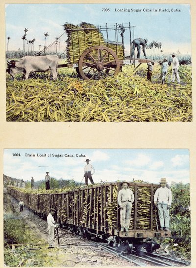 Postkort, der forestiller sukkerrørsplantager i Cuba, ca. 1910 af American School