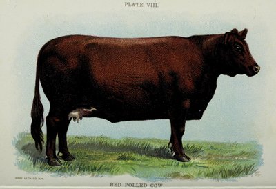 Red Polled Cow, fra 