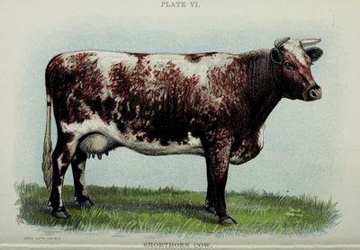Shorthorn cow, from "Biggle Cow Book" by Jacob Biggle, 1898dani af American School