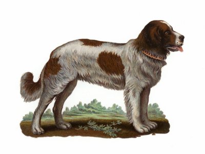 Sankt Bernard hund af American School
