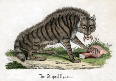 Stribet hyæne, fra The Natural History of Animals af American School