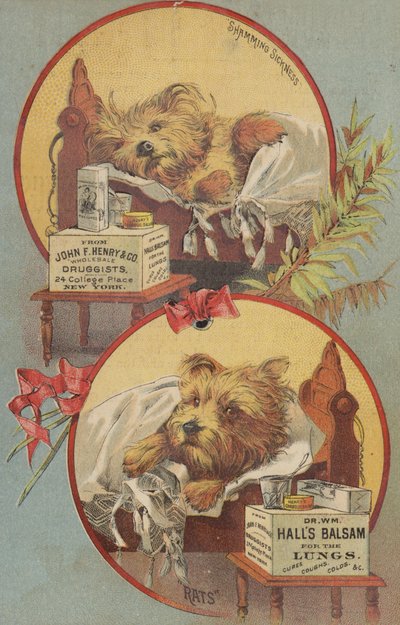 Terrier hund i seng af American School