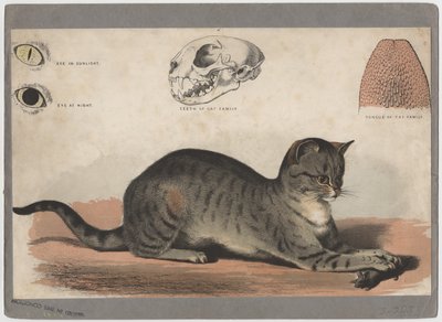 Katten af American School