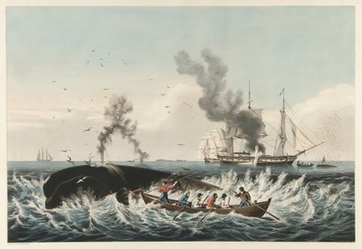 The Whale Fishery - Angreb på en 