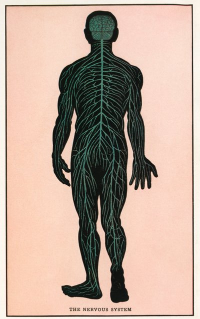 Anatomisk vintagetryk af det menneskelige nervesystem af American School