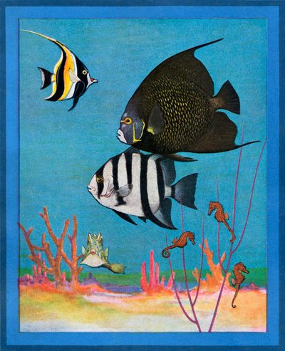 Vintageprint af et saltvandsakvarium med tropiske fisk af American School