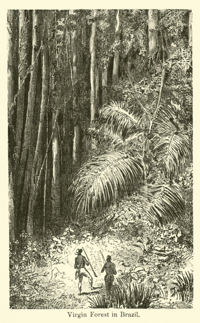 Virgin Forest i Brasilien af American School