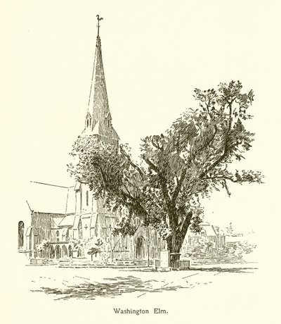 Washington Elm, Cambridge af American School