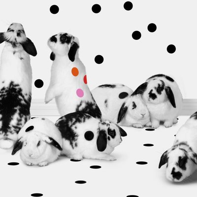 Bunnies 02, 2018 (fotografering) af Ana Carolina Tavares Mizrahi