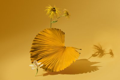 Ikebana 05, 2018 (fotografi) af Ana Carolina Tavares Mizrahi