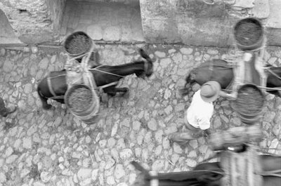 ASSES TRANSPORT GRAPE, Melissa af Ando Gilardi