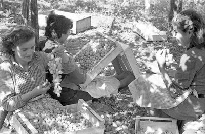 BITTERE DRUER - PAKNING UNDER PERGOLAER af Ando Gilardi