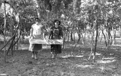 BITTERE DRUER - HØSTFOLKENE af Ando Gilardi