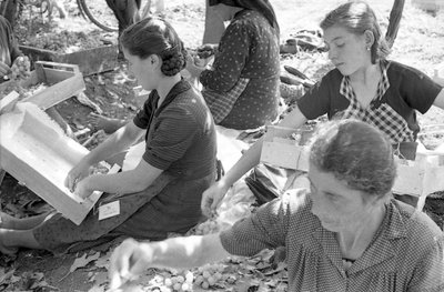 BITRE DRUER - DRUEN MONDINE af Ando Gilardi