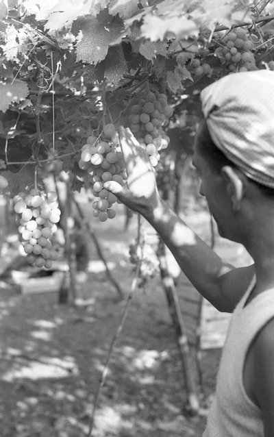 BITTERE DRUER - DRONNINGEN PÅ PERGOLAEN af Ando Gilardi