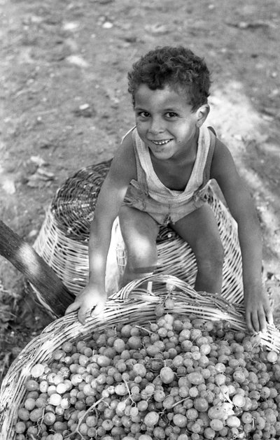 BITTERE DRUER - SØN AF EN "MONDINA af Ando Gilardi