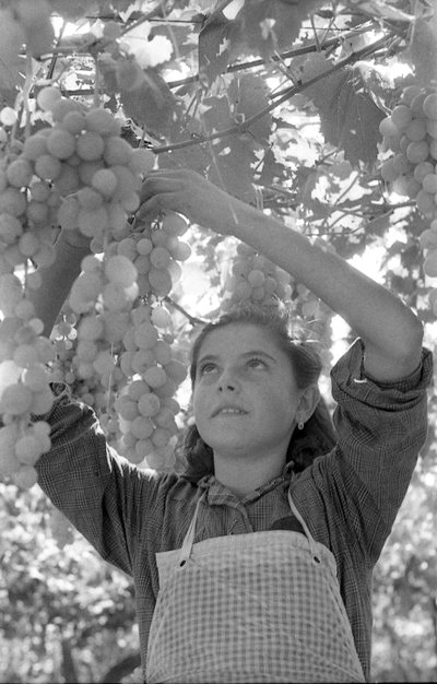 BITRE DRUER - DEN HELT UNGE PERGOLONA af Ando Gilardi