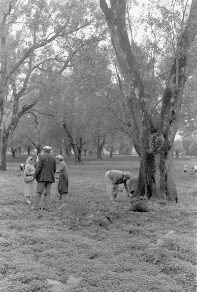 Olivenplukkere af Ando Gilardi