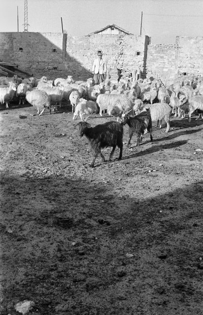 TRANSHUMANCE I CROTONE af Ando Gilardi