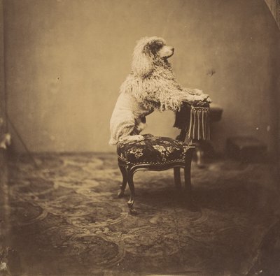 [Kejserinde Eugenies puddel], 1850