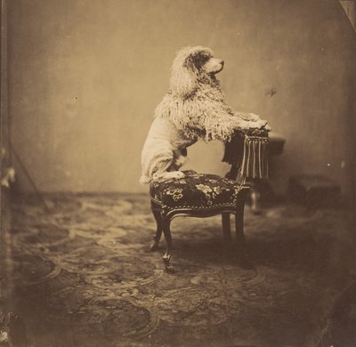 [Kejserinde Eugenies puddel], 1850