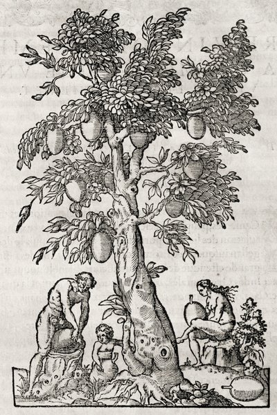 Brødfrugttræ, gravering af Andre Thevet (1504-1592), Paris, Frankrig af Andre Thevet