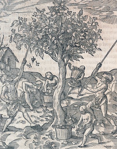 Høst af peber på øen Java, gravering fra Universal Cosmology af Andre Thevet (1504-1592), Paris af Andre Thevet
