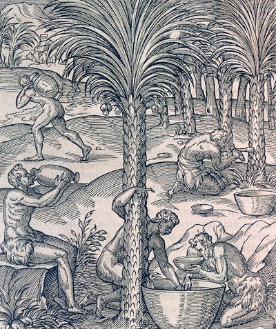Indbyggere i Kap Verde laver drinks fra palmetræer, gravering fra Universal Cosmology, af Andre Thevet (1504-1592), Paris af Andre Thevet