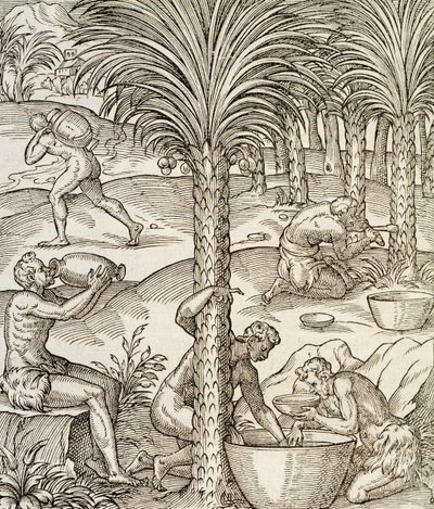 Indbyggere i Kap Verde laver drinks fra palmetræer, gravering fra Universal Cosmology, af Andre Thevet (1504-1592), Paris, Afrika, 1575 af Andre Thevet