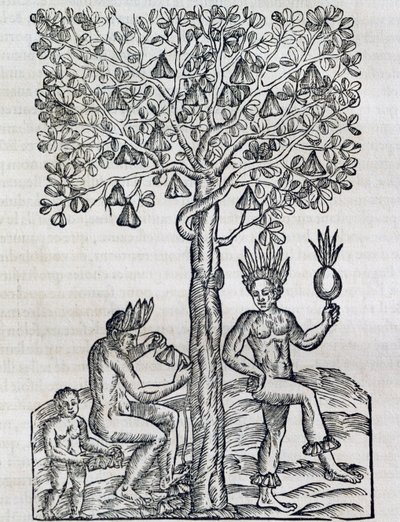 Nana frugt, tropisk lægeplante, gravering fra Universal Cosmology, af Andre Thevet (1504-1592), Paris af Andre Thevet