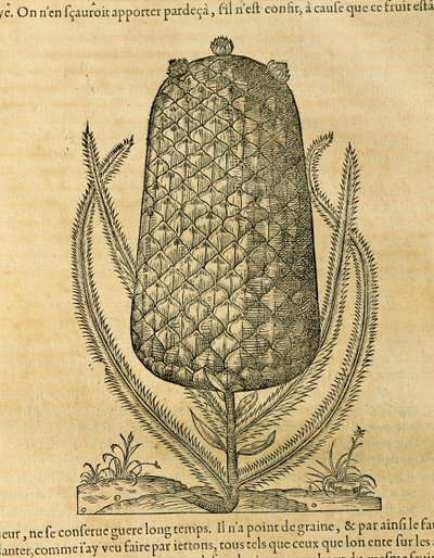 Ananas (ananas comosus), gravering af Andre Thevet af Andre Thevet