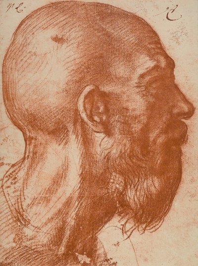 Mands hoved i profil af Andrea del Sarto