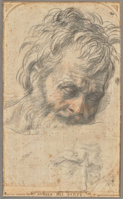 Studie til Sankt Josefs hoved (recto); to studier af ben (verso) af Andrea del Sarto