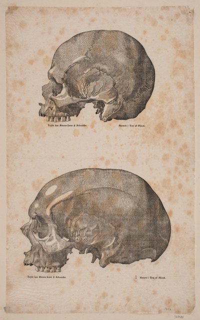 The Cranier af Andreas Flinch