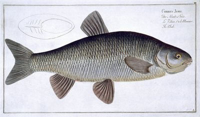 Chub (Cyprinus Jeses) plade VI fra 