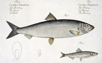 Sild (Clupea Harengus) (Fig. 1) og Brisling (Clupea Sprattus) plade XXIX fra 