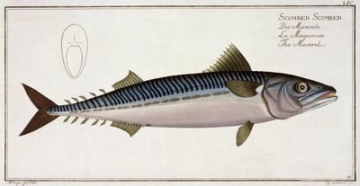 Makrel (Scomber Scomber) tallerken LIV fra 