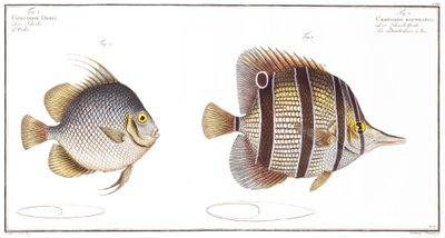 Orb fish: and Billed fish, udgivet af Black, ca. 1790 (tryk) af Andreas-Ludwig Kruger