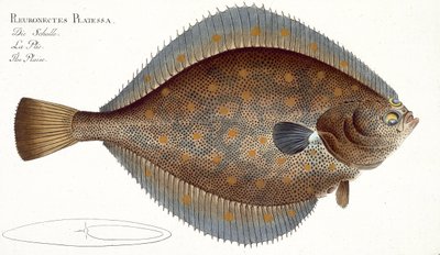 Rødspætte (Pleuronectes Platessa) tallerken XLII fra 