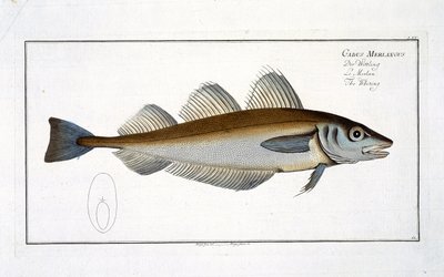 Hvilling (Gadus Merlangus) plade LXV fra 
