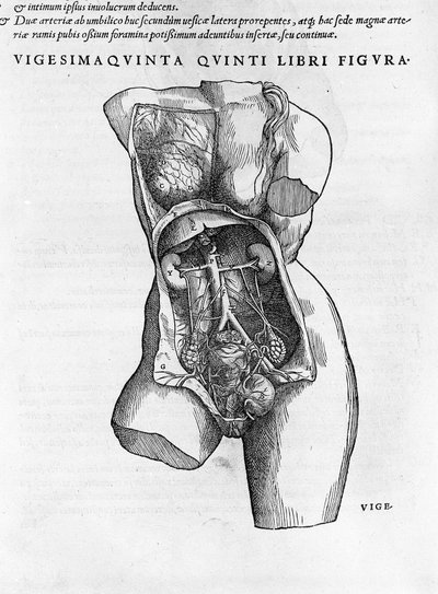 Anatomisk bord af en kvindebuste. Indgravering i "" Humani Corpis Fabrica Libri Septem"" af Andrea Vesalius (1514-1564), læge hos Charles V., Bale af Andreas Vesalius