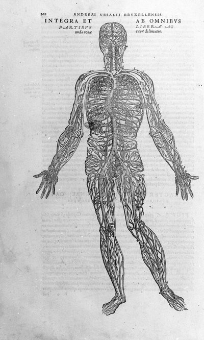 Andrea Vesalio (1514 - 1564), læge for Charles V af Andreas Vesalius