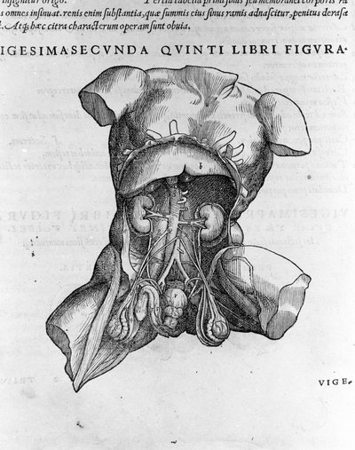 Andrea Vesalio (1514 - 1564), læge for Charles V af Andreas Vesalius