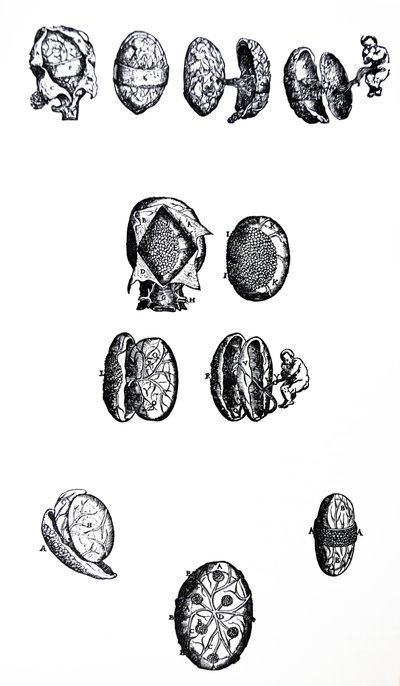 Pladerne fra den femte bog i De Humani Corporis Fabrica af Andreas Vesalius